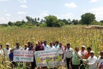 ಕೃಷಿ ವಿಸ್ತರಣಾ ಶಿಕ್ಷಣ ಕೇಂದ್ರದಿ0ದ ಸಜ್ಜೆ ಬೆಳೆಯ ಕ್ಷೇತ್ರೋತ್ಸವ