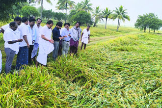 ಅಕಾಲಿಕ ಮಳೆಗೆ ನೆಲಕಚ್ಚಿದ ಭತ್ತದ ಬೆಳೆ ವಿಕ್ಷೀಸಿದ ಬಸನಗೌಡ ಬಾದರ್ಲಿ