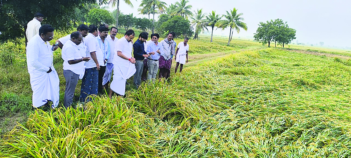 ಅಕಾಲಿಕ ಮಳೆಗೆ ನೆಲಕಚ್ಚಿದ ಭತ್ತದ ಬೆಳೆ ವಿಕ್ಷೀಸಿದ ಬಸನಗೌಡ ಬಾದರ್ಲಿ